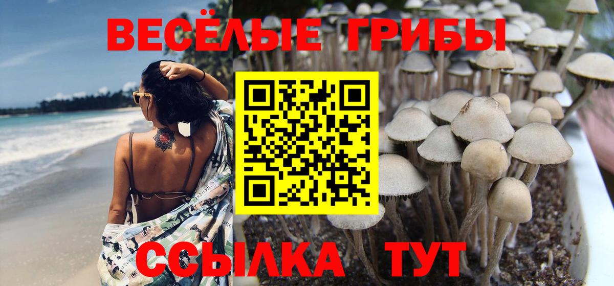 Дубна  Псилоцибиновые грибы MAGIC MUSHROOMS  Вход с VPN 